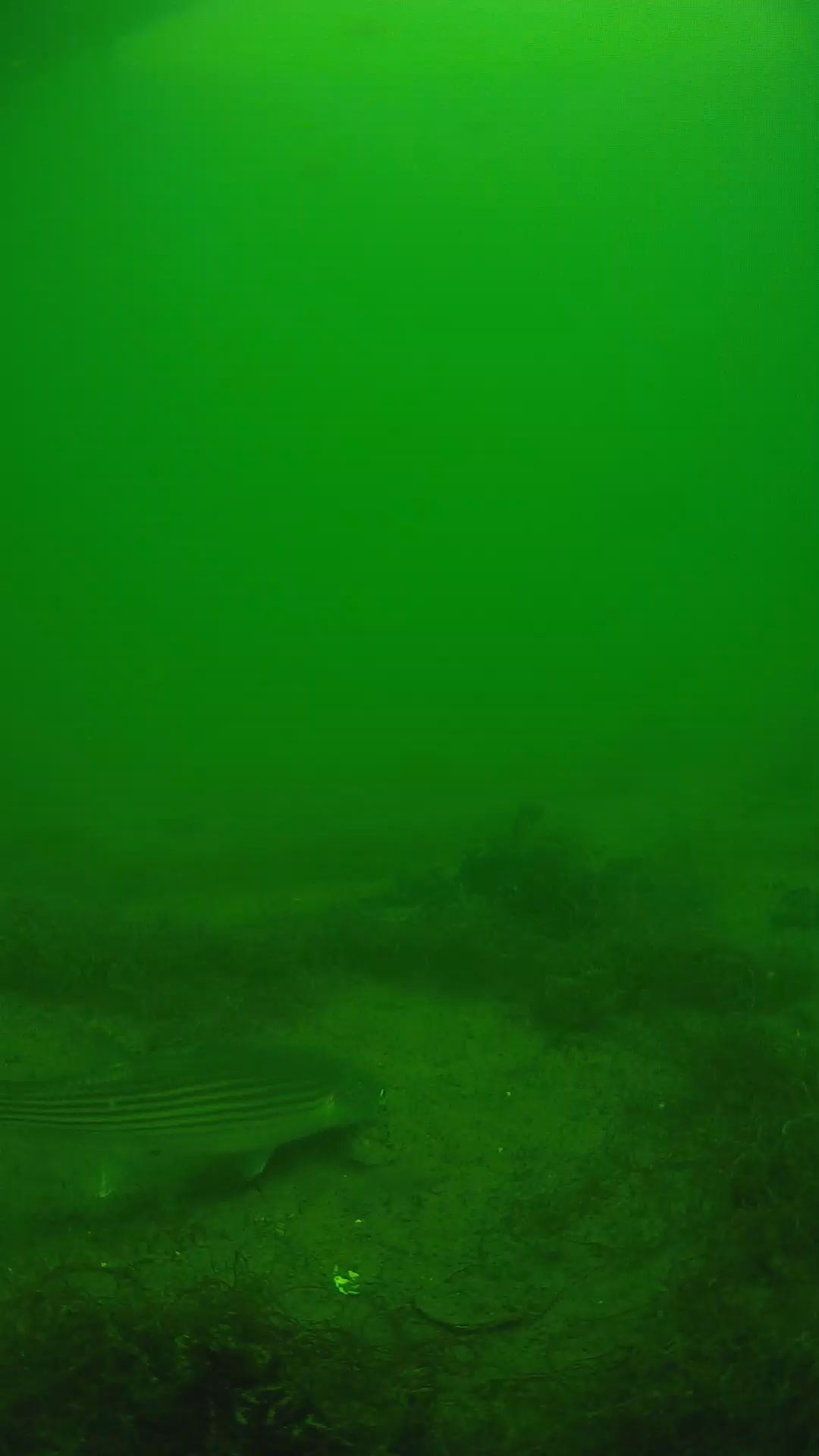 lander_ipcam_20250604131658.png